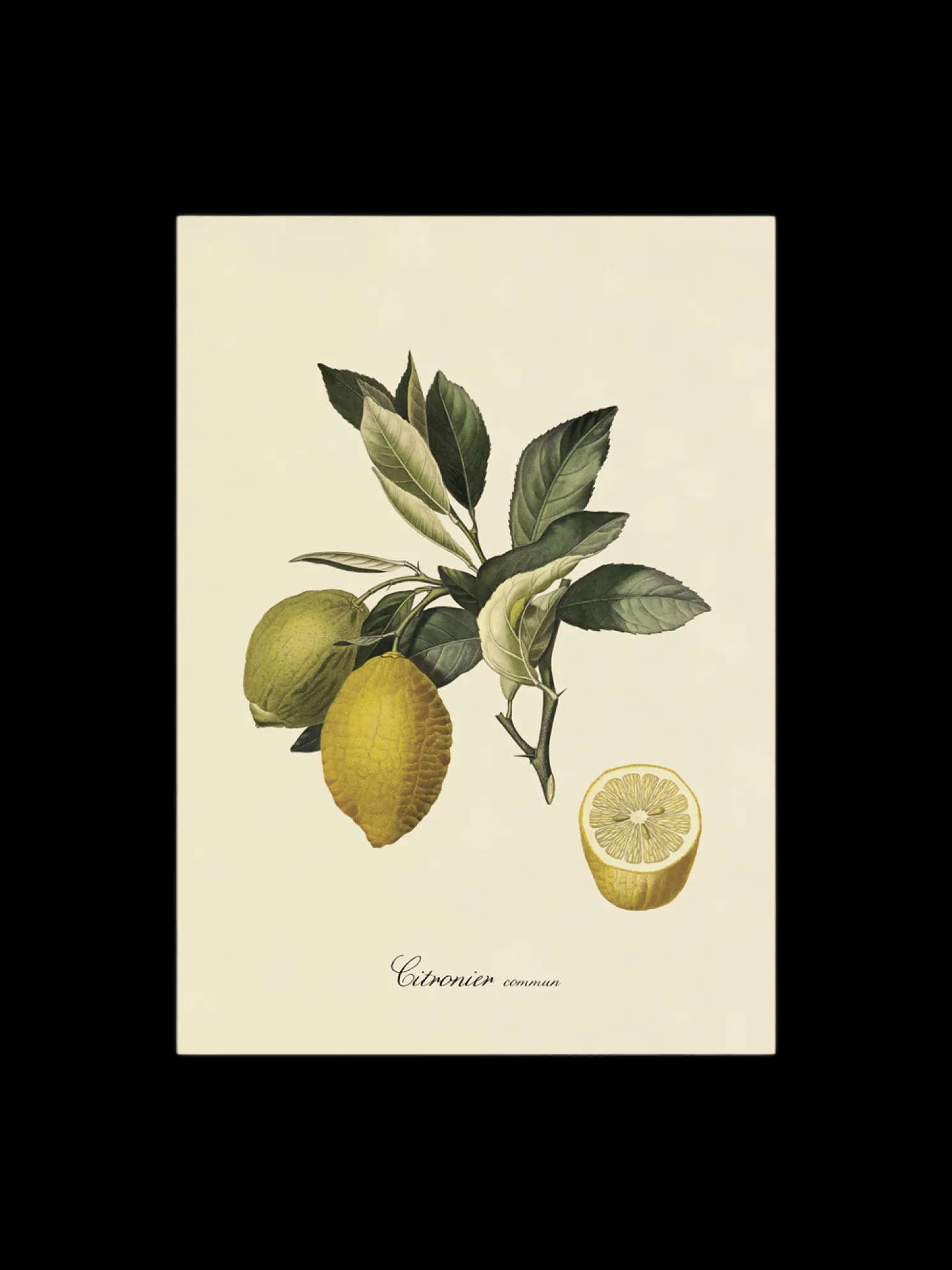 Poster 50 X 70