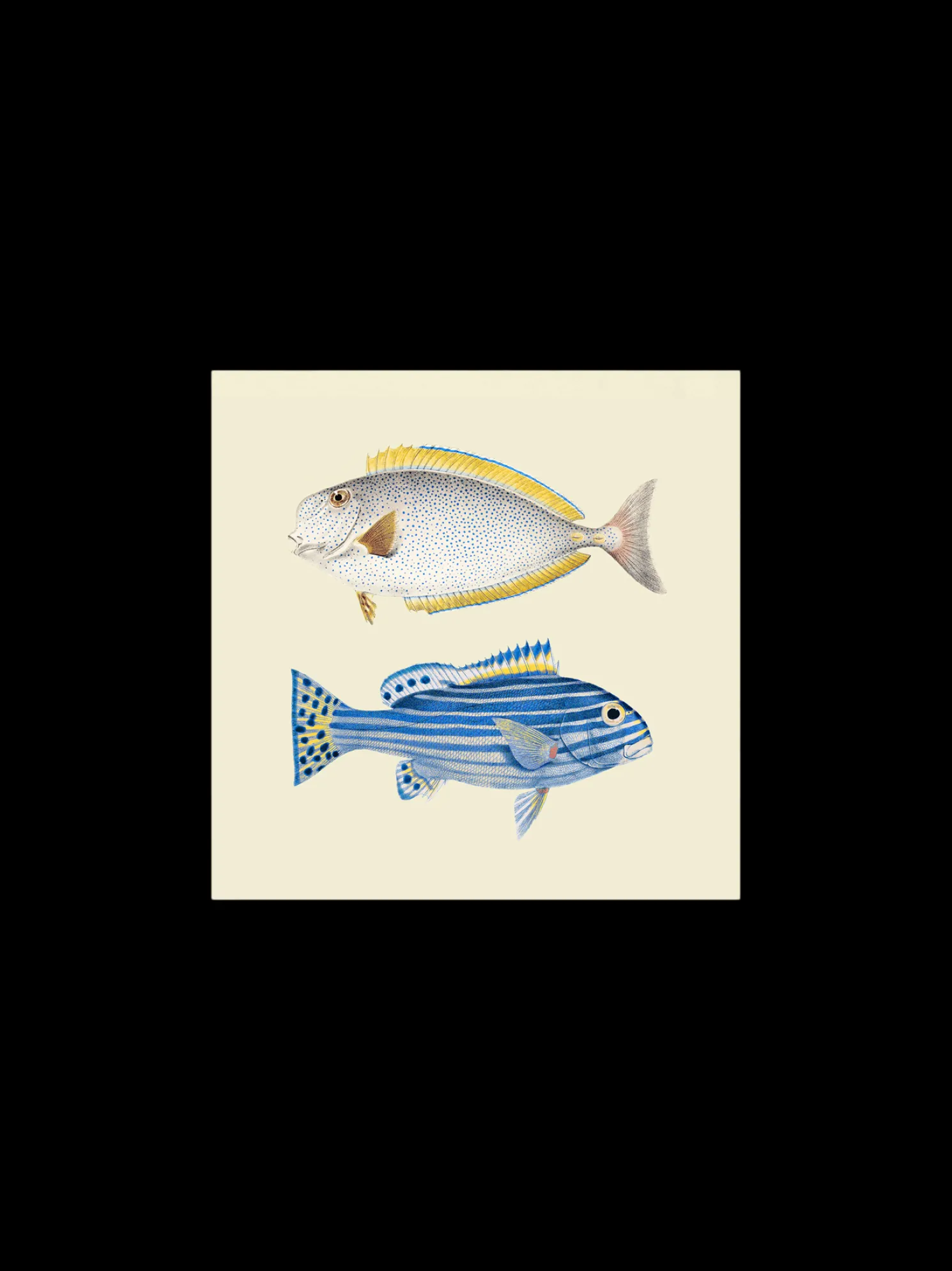 Poster 24 X 24